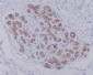 Anti-AQP1 Rabbit Monoclonal Antibody
